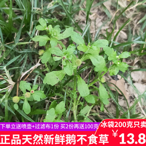 原生态新鲜鹅不食草 石胡荽 鹅仔不吃草中药材汁滴鼻200g正品包邮