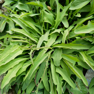 农家新鲜鸭舌草潮汕鹅公英喉咙草喉痛草中草药 假蒲公英500克包邮