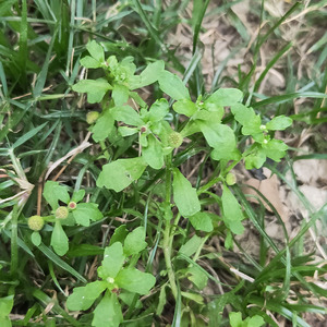 原生态新鲜鹅不食草 石胡荽 鹅仔不吃草中药材汁滴鼻200g正品包邮