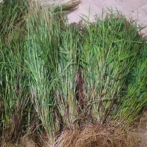 深山正品猫毛草新鲜金丝草 潮汕黄毛草 天然笔仔草中药材干货无硫