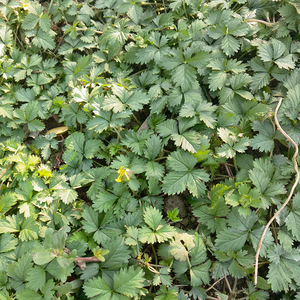 原生态新鲜蛇莓草潮汕青草和尚头坡野草莓蛇泡草500g落地杨梅带根