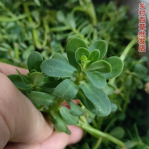 深山新鲜假马齿苋白花马齿苋中草药白花猪母菜潮汕青草白花老鼠耳