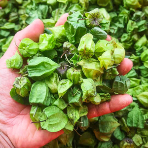 现摘天泡子中草药打额泡果子 潮汕灯笼果实500g4人付款43