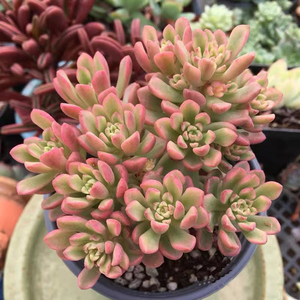 塔洛克锦多肉老桩群生一物一拍超大包邮多头盆栽含盆绿室内防辐射