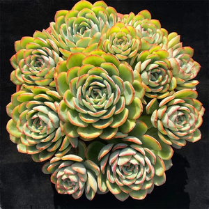 晨露多肉老桩一物一拍包邮阳台盆栽含盆带土绿植花卉室内防辐射