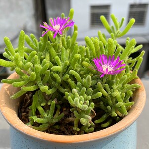 枝干番杏多肉老桩群生冰晶糖球粒一物一拍超大包邮多头含盆辐射