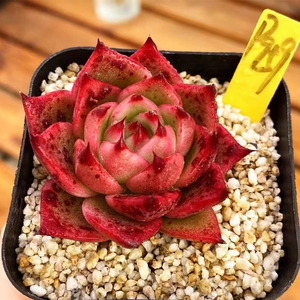 红龙多肉老桩一物一拍包邮猎户座多肉多头阳台盆栽含盆室内防辐射