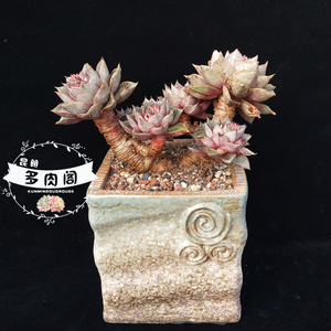 昆明多肉阁 大合锦 大和锦  老桩 多肉植物