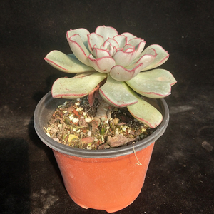 昆明多肉阁 白皮摩氏石莲  白摩氏  多肉植物