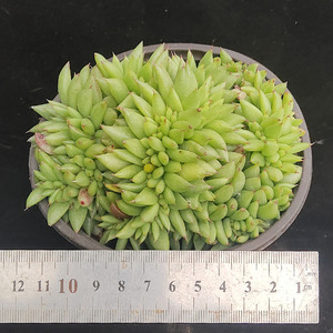 000人付款淘宝昆明多肉阁  冬云 玉杯  玉罗 虎鲸