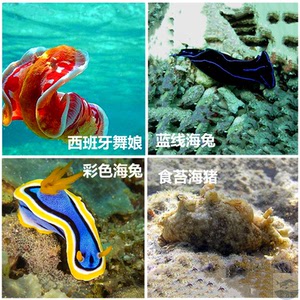 热卖彩色 紫色 蓝线海兔 食苔海猪 西班牙舞娘 海水活体鱼 观赏鱼