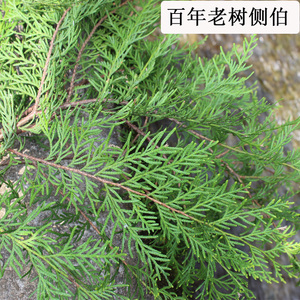 野生新鲜侧柏叶5斤 扁柏叶植物黑发生发乌发养发防脱 洗发增发水