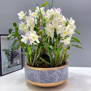 春石斛兰带花 甜心 洋兰阳台室内花卉盆栽包邮绿植