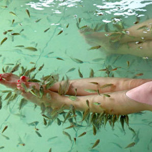 亲亲鱼 亲子温泉鱼 按摩鱼 吃死皮足疗鱼 泡脚鱼疗小鱼