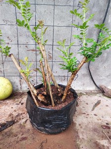 刺梨老桩盆景嫁接月季砧木
