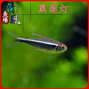 黑灯鱼黑莲灯热带观赏鱼灯科鱼小型群游鱼水族活体宠物鱼活体包邮
