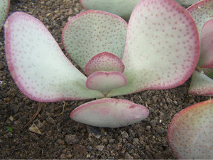 多肉 蓝鸟花月 稀缺品种 超大玉树变异品种 叶片肥厚且带红色斑点