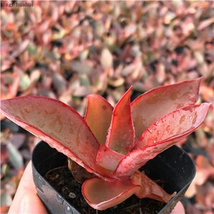 多肉 凤凰精灵 进口品种保证 市场稀有物种