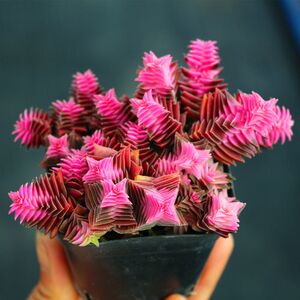 多肉植物彩色茜之塔锦/群生爆盆型/趣味肉肉盆栽窗台花卉防辐射