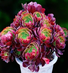 精品多肉植物【紫羊绒法师老桩】超大株造型老桩手捧花室内吸甲醛