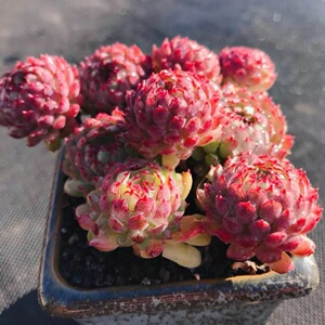 多肉植物【新版小红衣】韩国进口稀有罕见小贵货迷你可爱肉肉盆栽