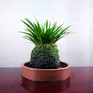 水苔球网红植物金钱凤凰胧月黄金姬菖蒲盆栽水培苔藓球仙草文人草