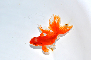 观赏金鱼活体冷水鱼 精品特色玉顶红凤高 狮子 国粹渔场直销