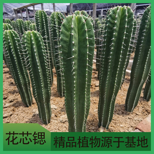 【量天尺仙人柱实生】量天尺仙人柱实生品牌,价格 - 阿里巴巴
