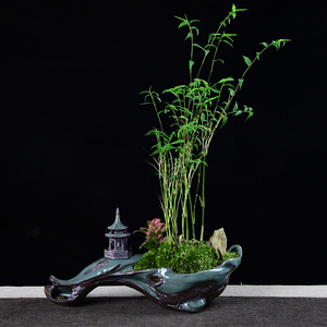 米竹凤尾竹盆景观赏竹子盆栽好养室内办公室桌面植物净化空气绿植