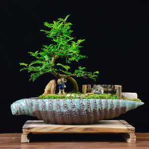 宠物及园艺 盆栽,盆景 盆景 沉香木盆景