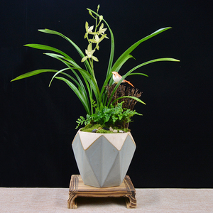 素心兰盆栽兰花居家客厅室内盆景办公桌面淡香花卉绿植净化空气