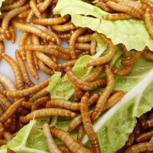 551人付款天猫喂幼鸟吃的虫子小鸡鹦鹉百灵画眉八哥鱼饵食物燕子粮