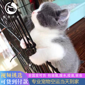 猫咪活物蓝白英短猫宠物猫矮脚金银渐层小猫蓝猫乳白美短幼猫珩珩