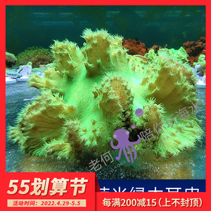 荧光绿木耳皮革 无花皮革 手指皮革 活体人工新手试水软体lps珊瑚