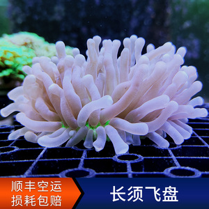 长须飞盘珊瑚 活体鱼缸软体lps 海水缸活体 火柴头飞盘石芝珊瑚