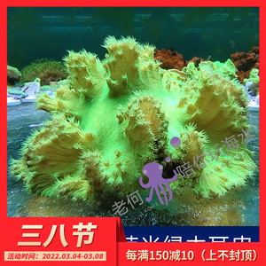 荧光绿木耳皮革 无花皮革 手指皮革 活体人工新手试水软体lps珊瑚