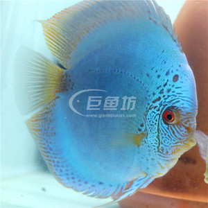 七彩神仙鱼蓝蛇