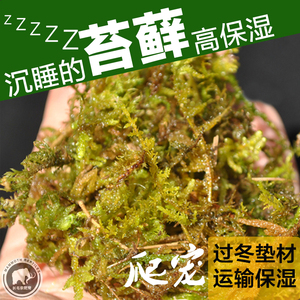 爬虫水龟半水龟蜥蜴角蛙两栖爬宠冬眠保湿垫材无染色干苔藓水苔