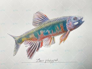 手绘原生鱼动物装饰画福齐宽鳍鱲类高浙江鱲淡水30*40cm边框画