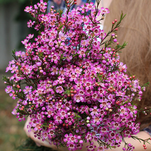 进口澳洲腊梅盆栽杰拉尔顿腊花阳台耐寒花卉植物多年生淘金彩梅花