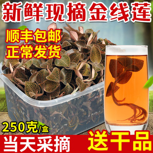 正宗福建金线莲