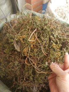 水洗干货野生一朵云阴地蕨小春花蛇不见独脚金鸡500克