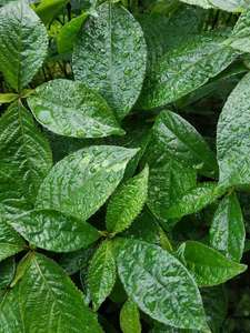 马来西亚直立黑面将军脆叶马兰毛将军带根种苗鲜叶干叶清仓包邮