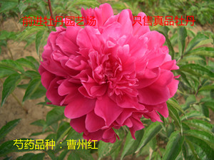 菏泽芍药花苗 曹州红 真品满百包邮 包成活 基地直销 自产自销