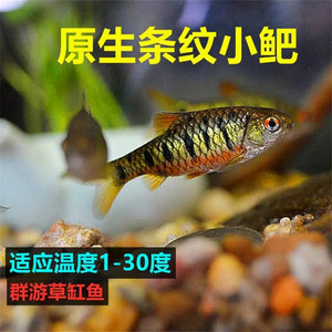 中国斗鱼伴侣原生冷水条纹小鲃观赏鱼红眼鱼耐低温需打氧过滤包邮