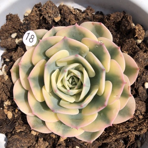 【玉柱多肉】玉柱多肉品牌,价格 - 阿里巴巴