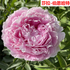 东方国色园艺进口莎拉伯恩哈特粉色芍药花苗大花庭院盆栽观赏花卉