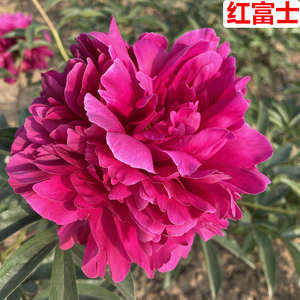 东方国色园艺进口红富士红色千层重瓣芍药大花苗庭院盆栽木本花卉