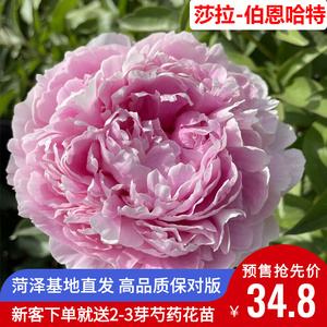 东方国色园艺进口莎拉伯恩哈特粉色芍药花苗大花庭院盆栽观赏花卉