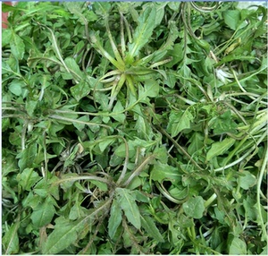 地菜野菜新鲜饺子